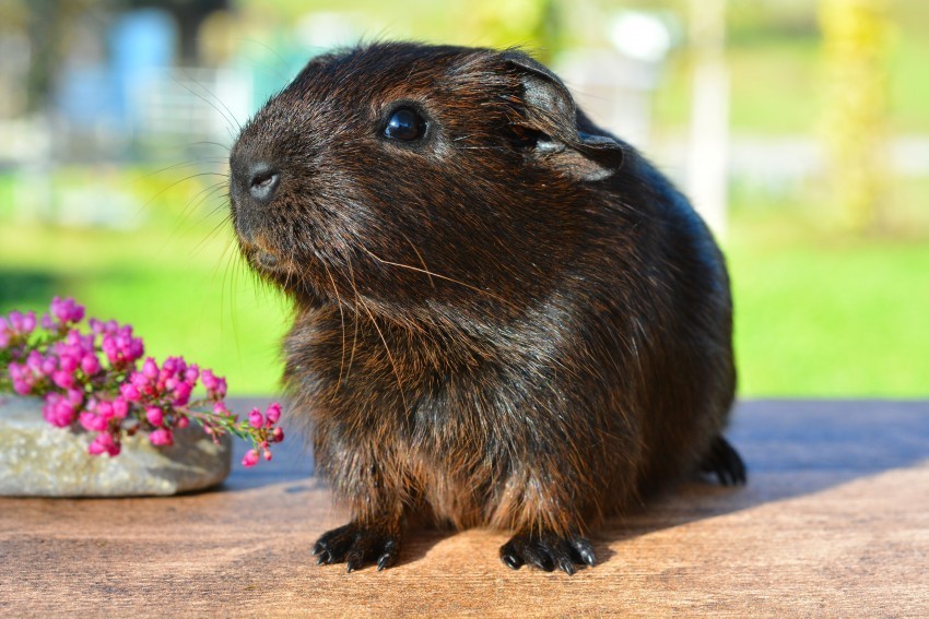 Guinea Pig Rodent Shine Wallpaper PNG Transparent Stock Images