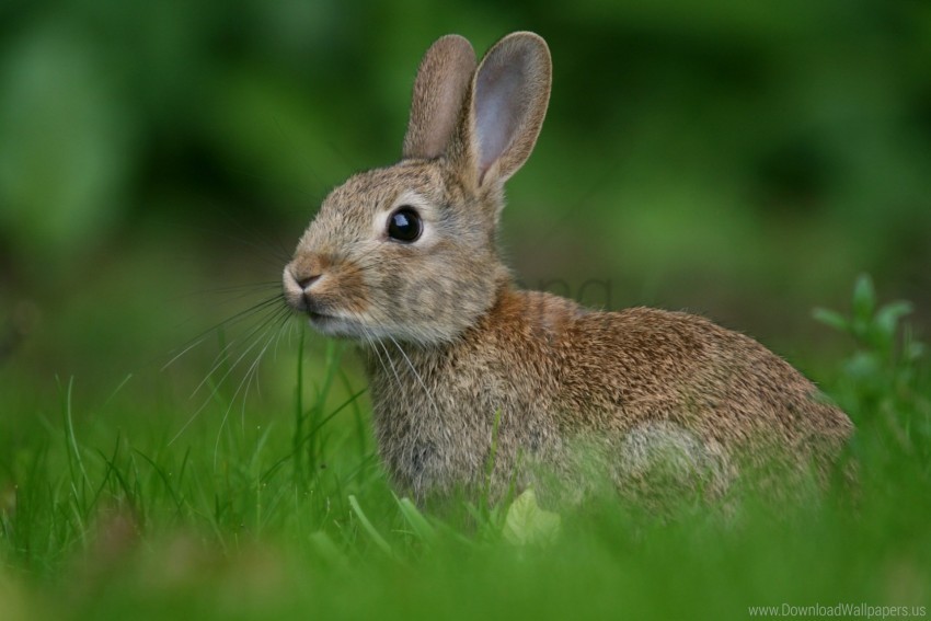 hare look rabbit wallpaper PNG picture