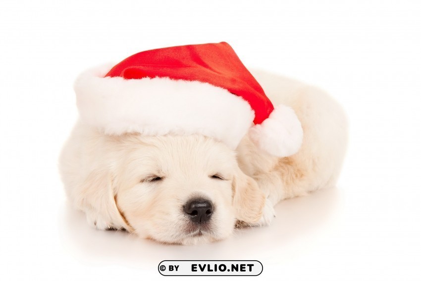 hat new year puppy sleep white wallpaper Transparent Background Isolation in PNG Image