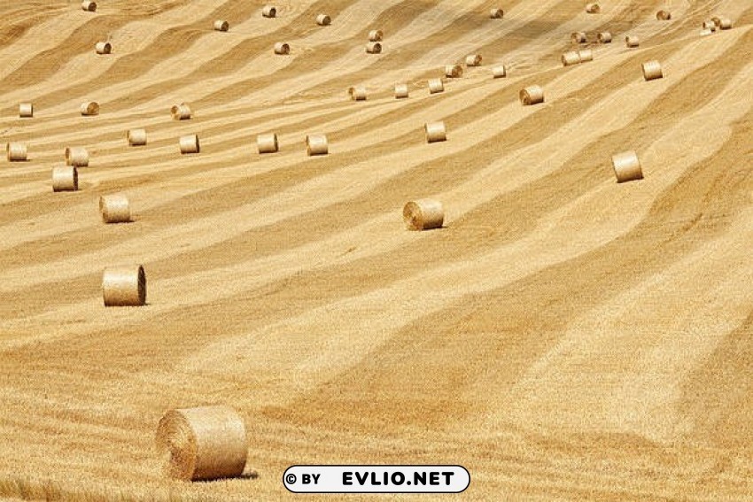 hay bales PNG for overlays