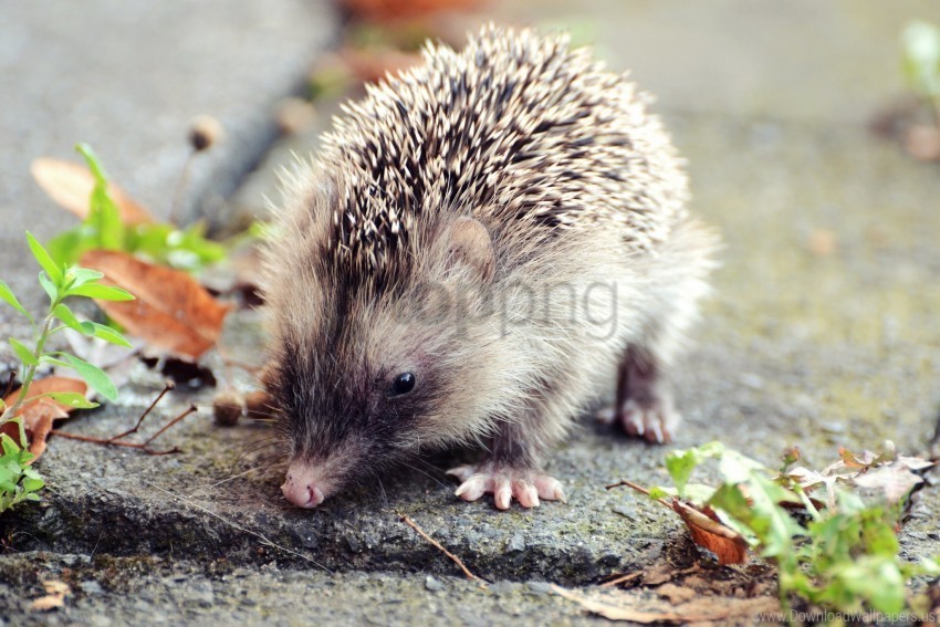 hedgehog leaves thorns wallpaper PNG Image with Transparent Isolated Graphic Element