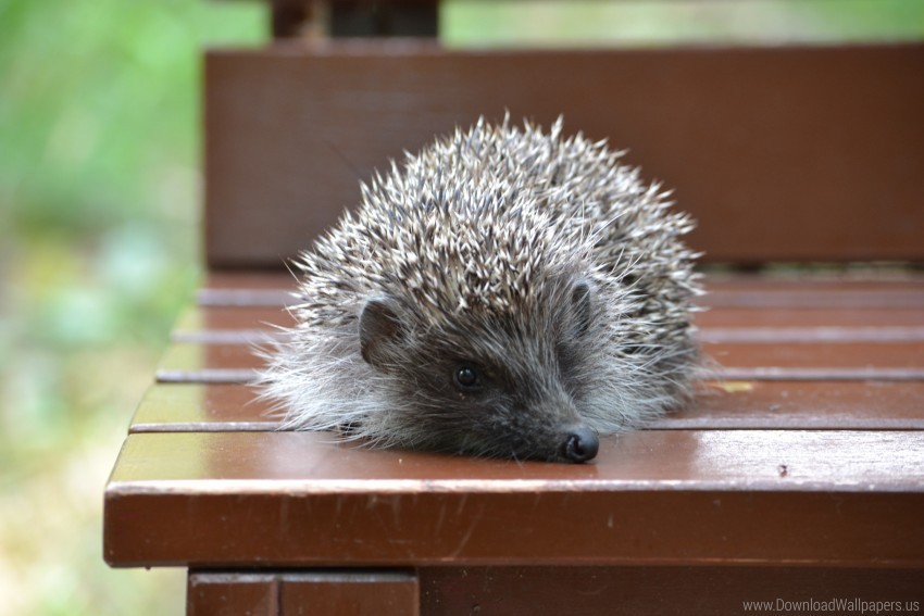 Hedgehog Sit Thorns Wood Wallpaper Clear Background PNG Isolated Illustration