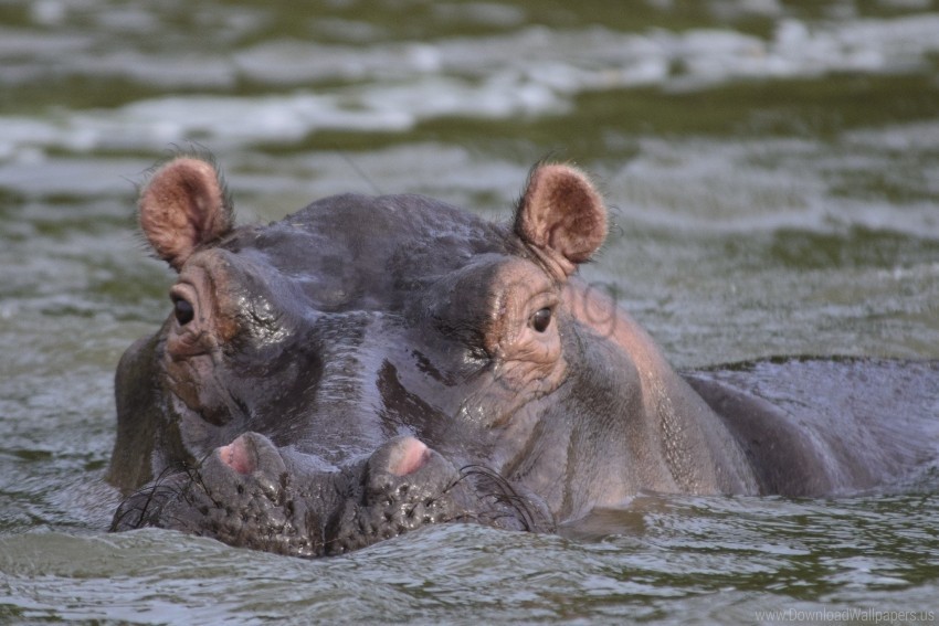 hippopotamus muzzle river swamp swimming wallpaper PNG images with transparent canvas assortment