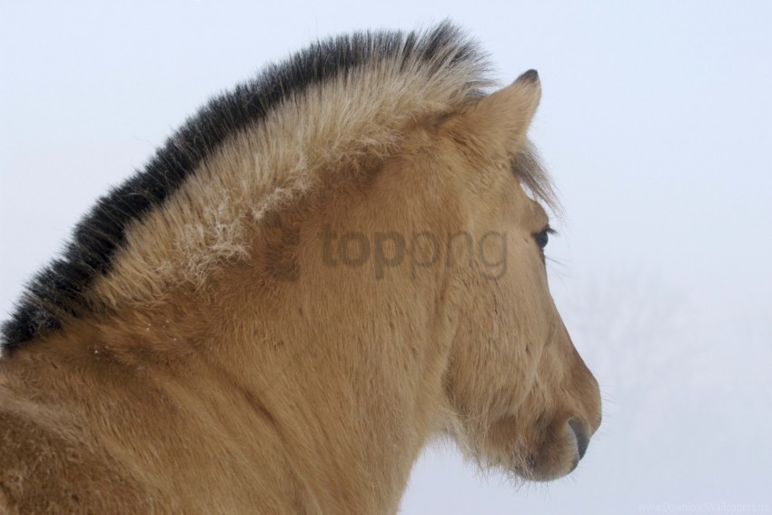 horse mane winter wallpaper Isolated Illustration on Transparent PNG