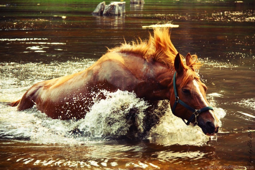 horse spray water wave wallpaper Alpha channel PNGs