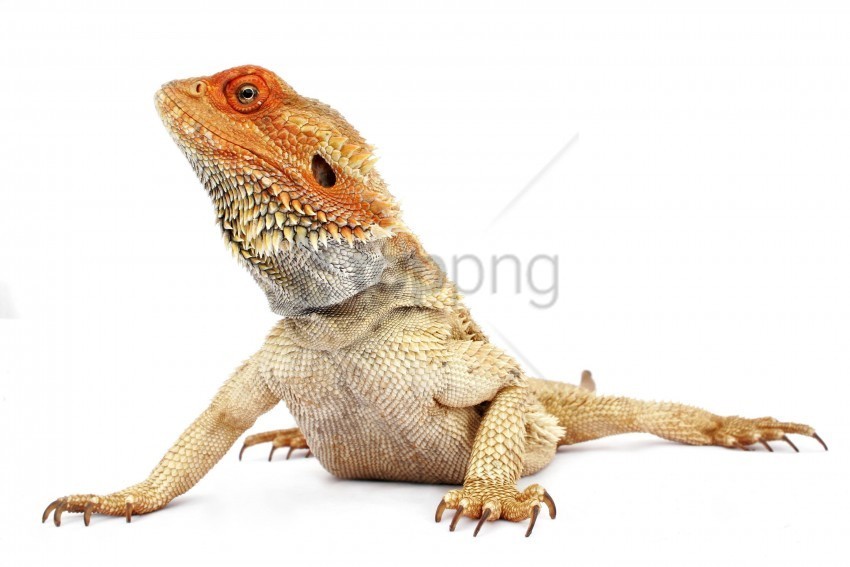 Iguana Reptile White Wallpaper Transparent Background PNG Photos