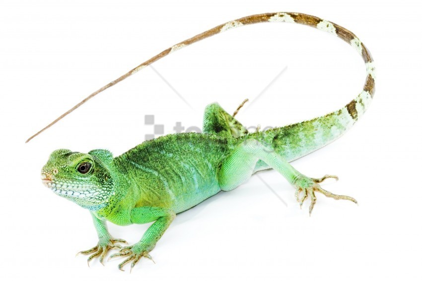 iguana tail white background wallpaper Isolated Artwork on HighQuality Transparent PNG