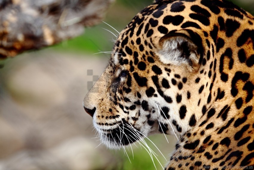 jaguar muzzle predator wild cat wallpaper PNG images for websites