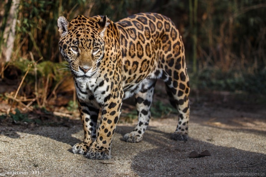 jaguar predator spots wild cat wallpaper PNG images with transparent elements