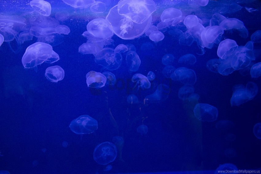 jelly jellyfish underwater wallpaper Clear Background PNG Isolated Item