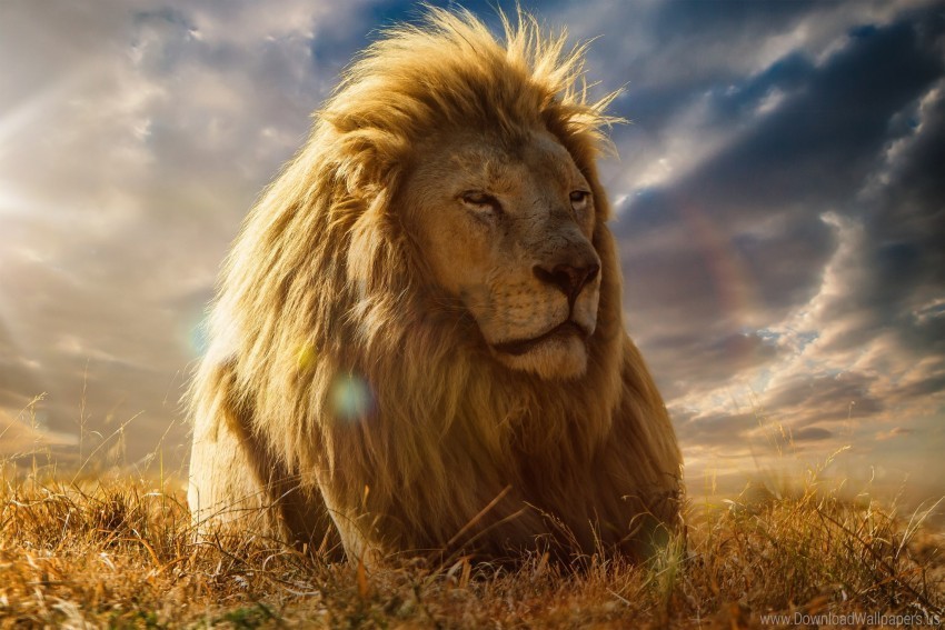 king of beasts lion mane savannah wallpaper Clean Background PNG Isolated Art