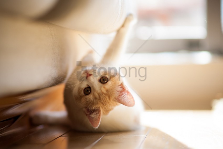 kitten lie parquet playful wallpaper ClearCut Background Isolated PNG Art