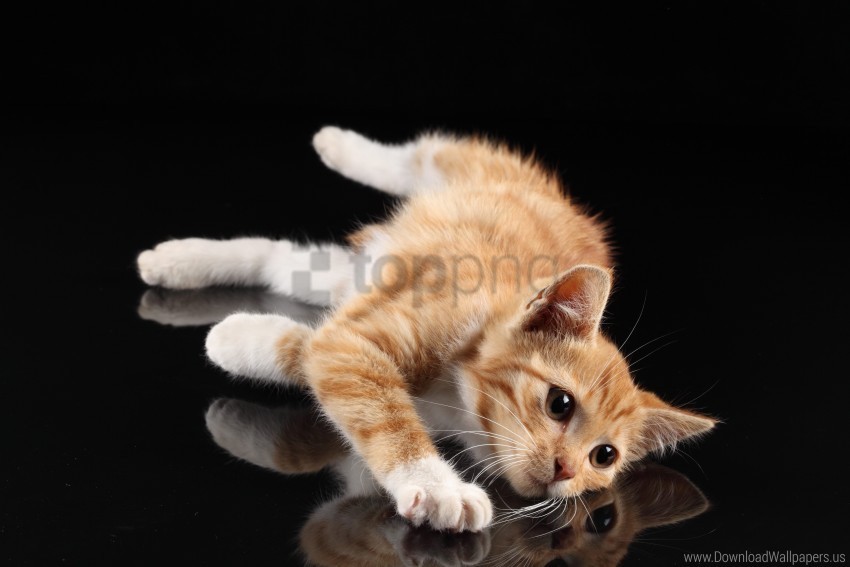 kitten lie reflection wallpaper Images in PNG format with transparency