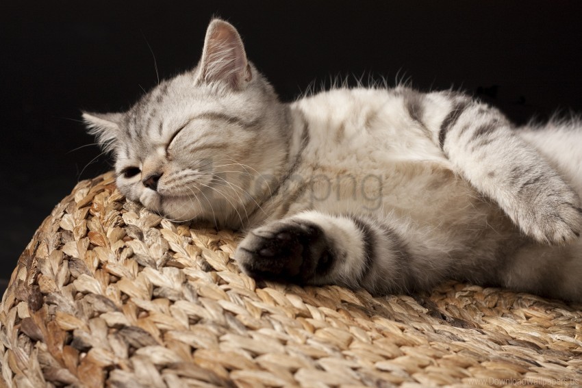 kitten lie sleeping striped wallpaper Transparent Background PNG Isolated Graphic
