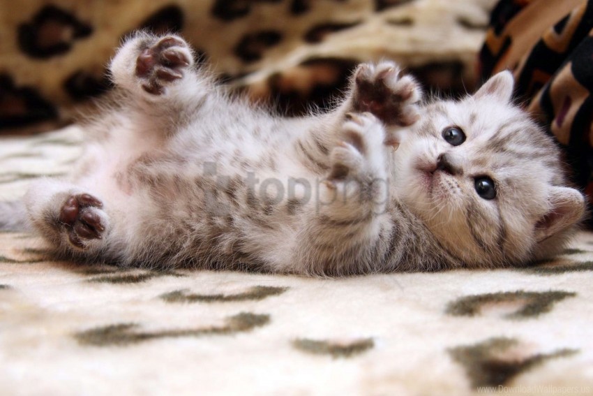 kitten little play wallpaper PNG Image with Isolated Graphic