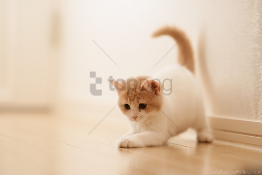 kitten parquet playful wallpaper Clear Background PNG Isolated Graphic
