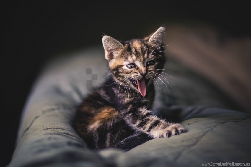 kitten photoshoot pillow protruding tongue wallpaper PNG images with alpha transparency free