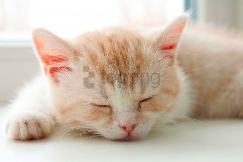 kitten sleeping wallpaper PNG for digital art
