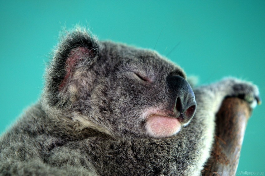 koala sleep snout wallpaper PNG image with no background