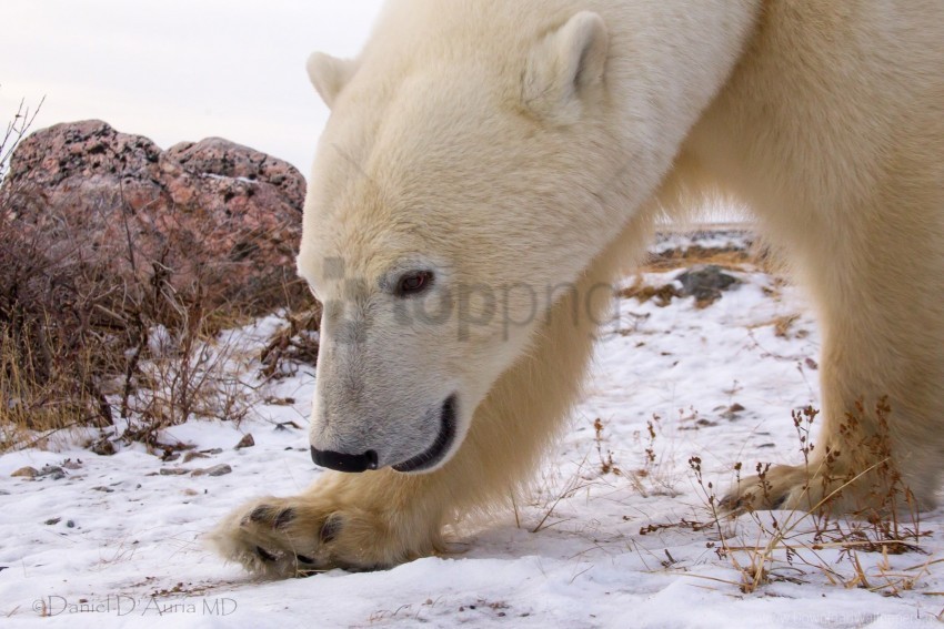 large muzzle white bear wallpaper Transparent PNG graphics variety