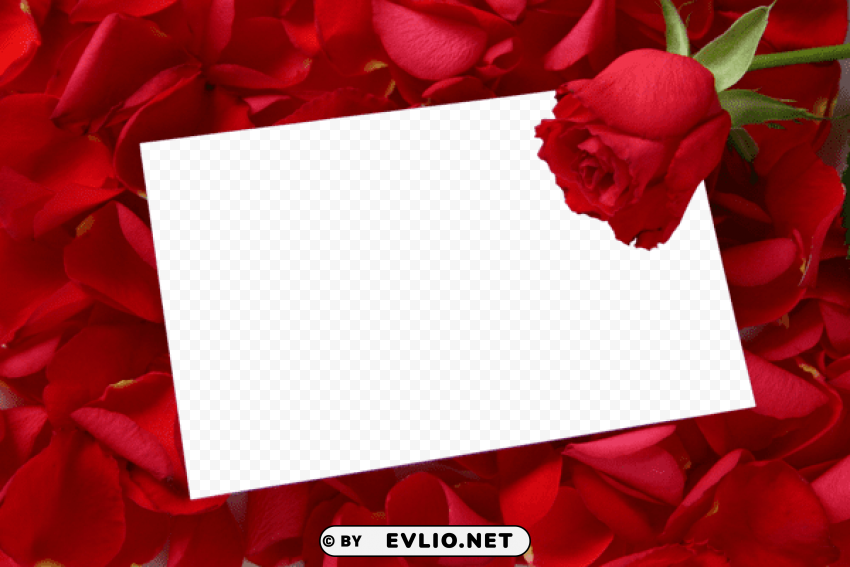 large horizontal frame with red roses Transparent PNG Isolated Subject Matter