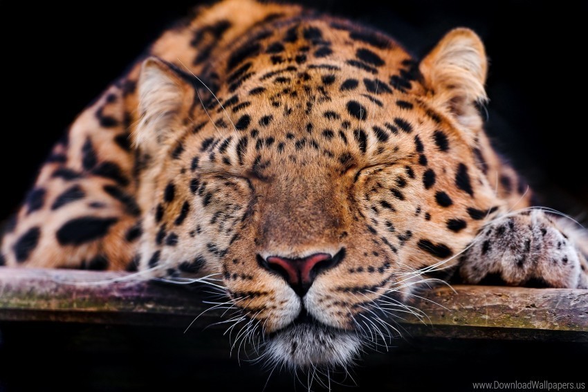 leopard muzzle predator sleep wallpaper HighResolution Transparent PNG Isolated Graphic