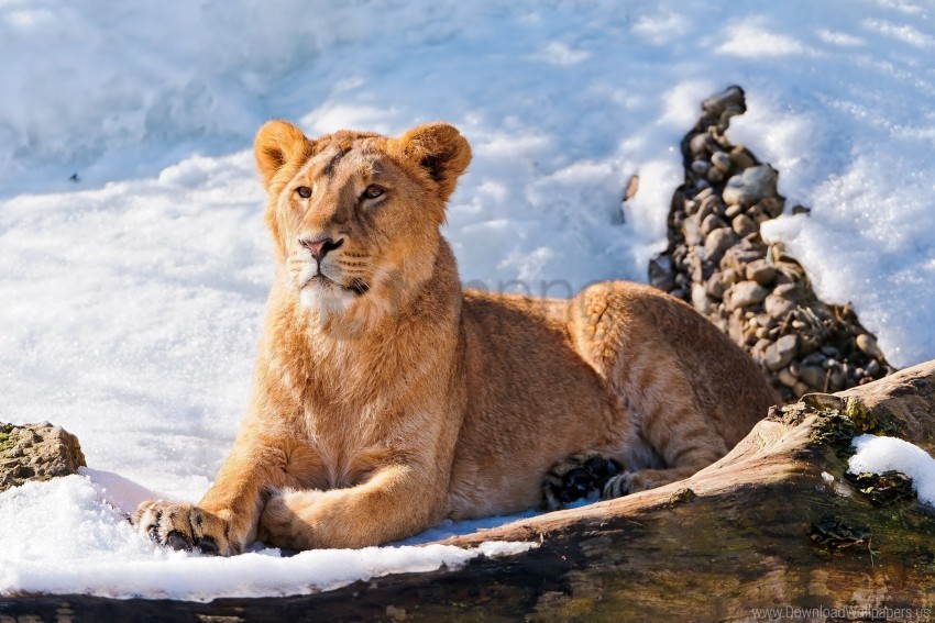 lie lion lioness snow wallpaper Transparent PNG graphics bulk assortment