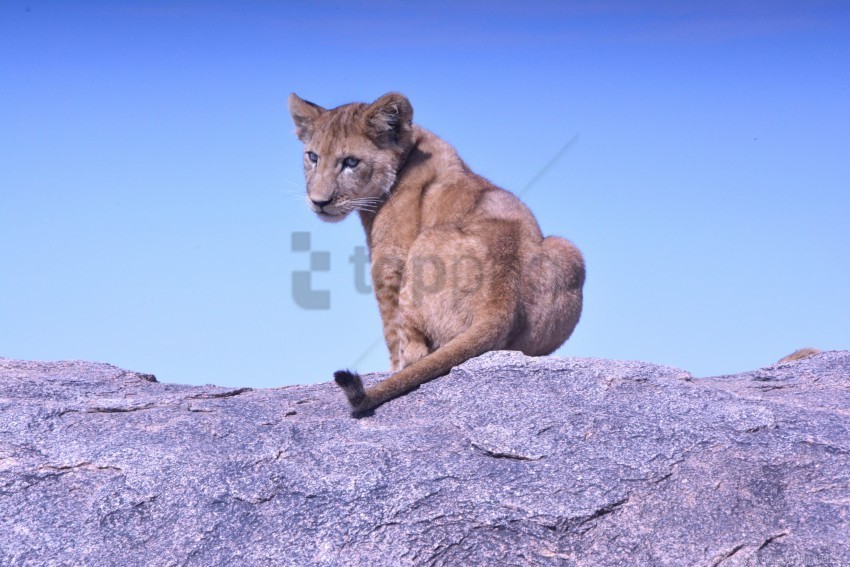 Lion Cub Predator Rock Wallpaper PNG Images With Alpha Background