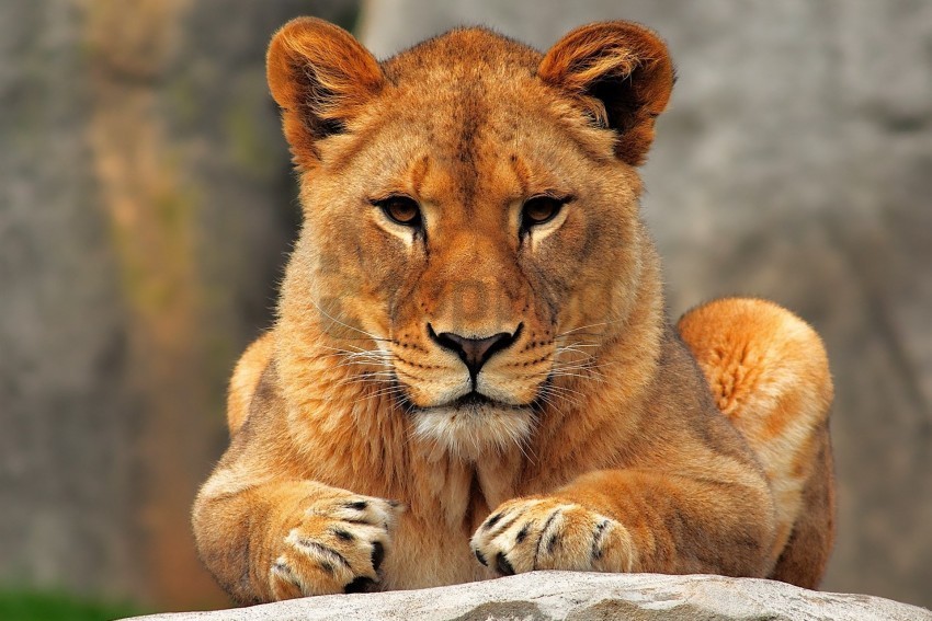 lion lioness predator sit wallpaper PNG Image with Isolated Graphic