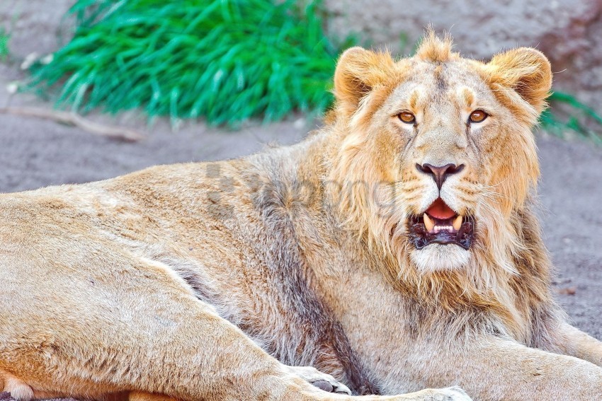 lion lying open mouth wallpaper Isolated Object on Transparent PNG