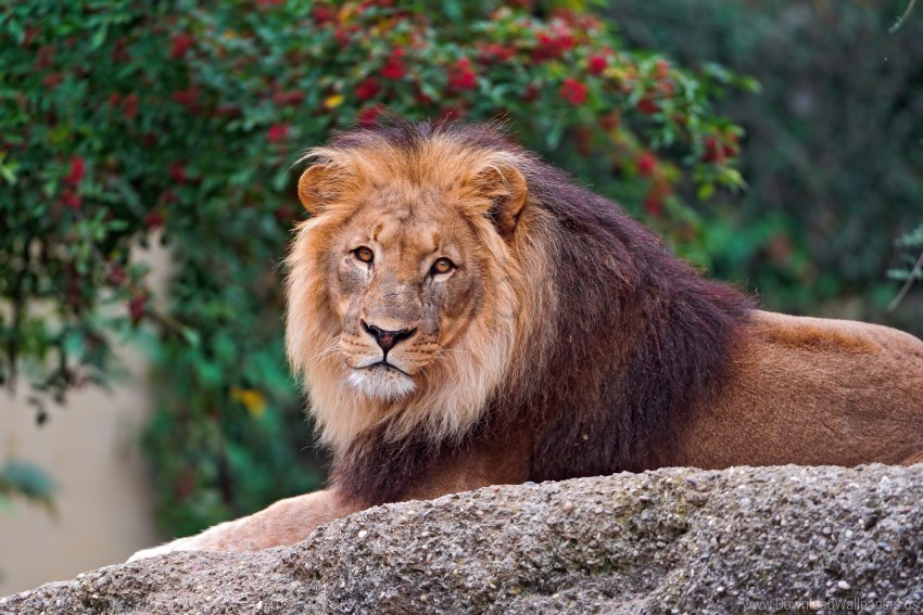 lion mane is look the stone wallpaper PNG images with clear alpha channel