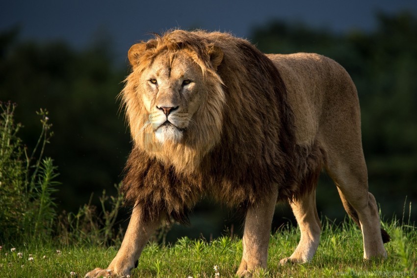 lion mane predator wallpaper Free PNG images with alpha transparency compilation