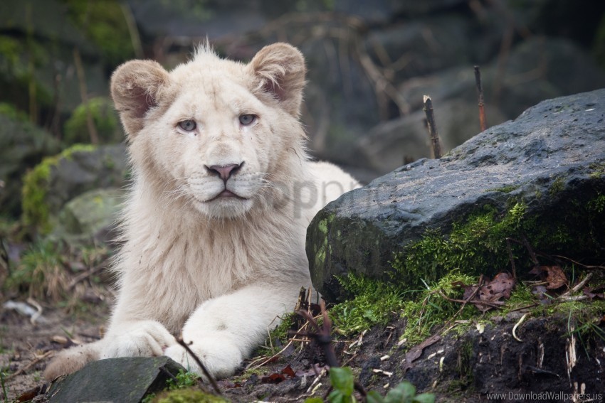 lion moss predator rocks sit wallpaper Clear Background Isolated PNG Icon