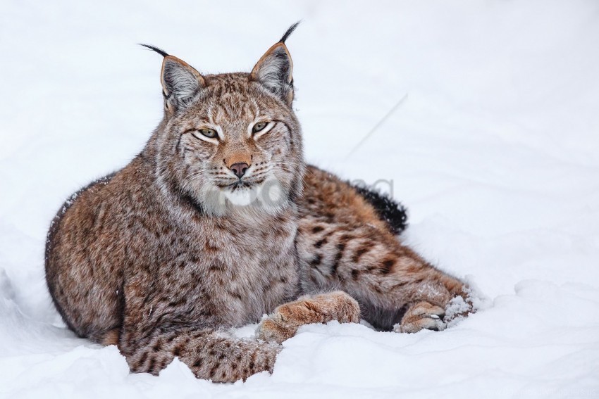 lying lynx snow wallpaper Isolated Subject on HighQuality PNG