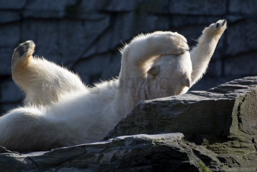 lying playful polar bear wallpaper Background-less PNGs