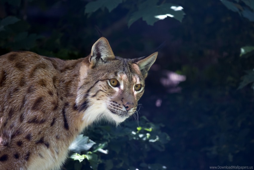 lynx muzzle predator wild cat wallpaper PNG with no background for free