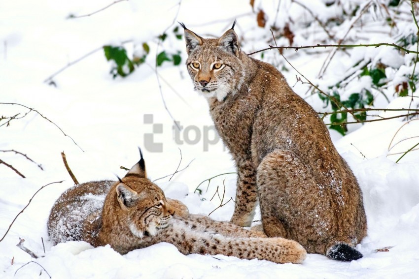 lynx predators snow steam wallpaper PNG images without restrictions