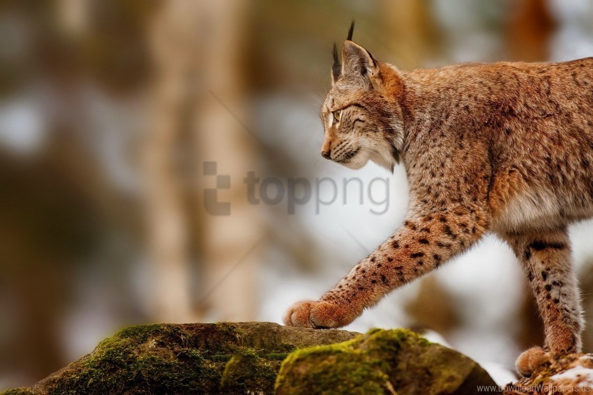 lynx stone walk wallpaper Isolated PNG Object with Clear Background