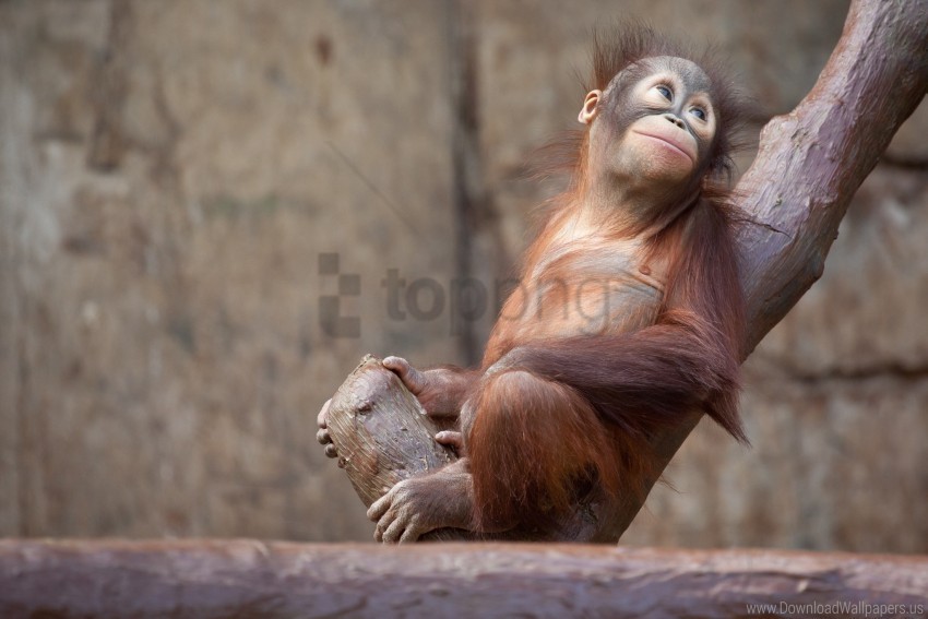 monkey orangutan tree wallpaper Isolated Artwork on Transparent Background PNG