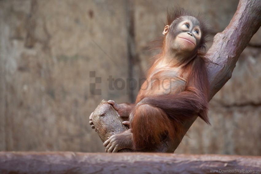 Monkey Orangutan Tree Wallpaper Isolated Artwork On Transparent Background PNG