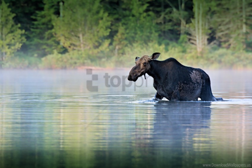 moose river walk water wallpaper PNG with transparent background free