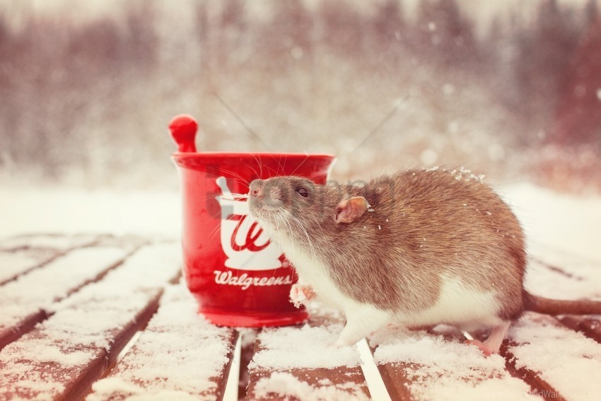 mortar rat rodent snow wallpaper PNG Graphic with Isolated Clarity
