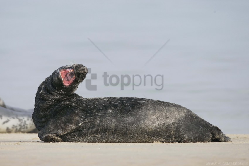 mouth seal yawn wallpaper Isolated Graphic in Transparent PNG Format