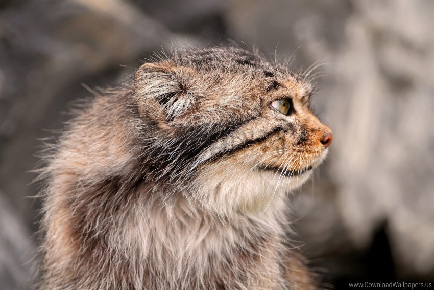 muzzle pallas pallas cat wallpaper PNG transparent photos comprehensive compilation