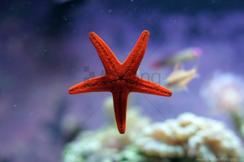 ocean starfish underwater wallpaper Transparent pics