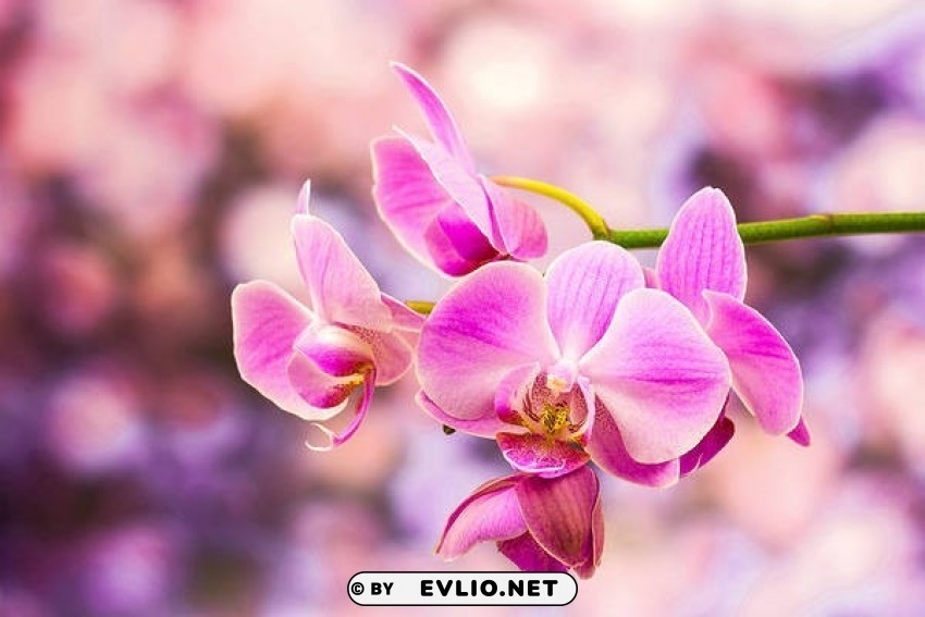 orchid pink Isolated Character with Clear Background PNG