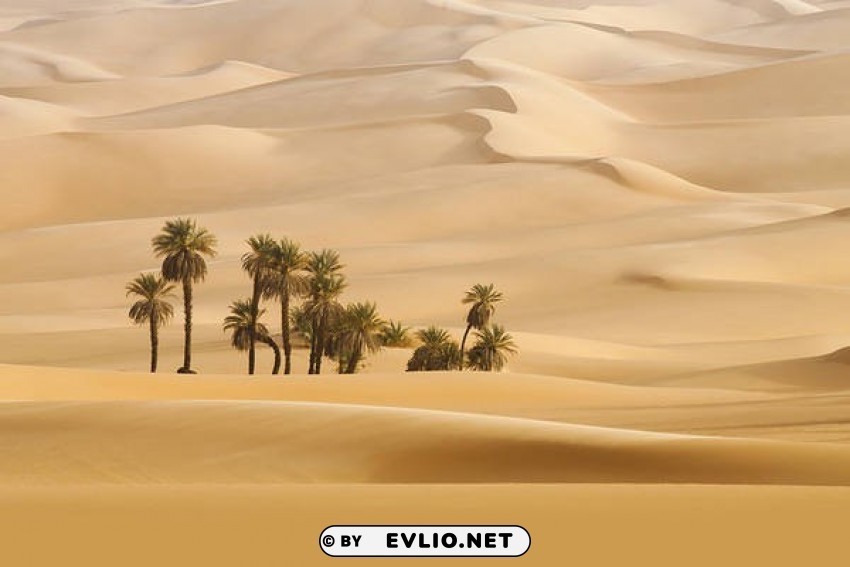 palms in the desert wallpaper PNG Image with Clear Background Isolation