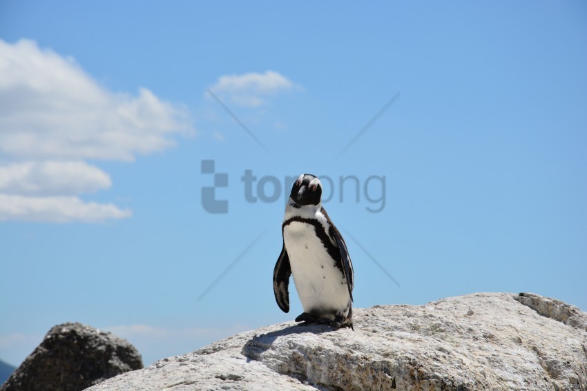 Penguin Rocks Shadow Sky Wallpaper PNG Images Without Subscription