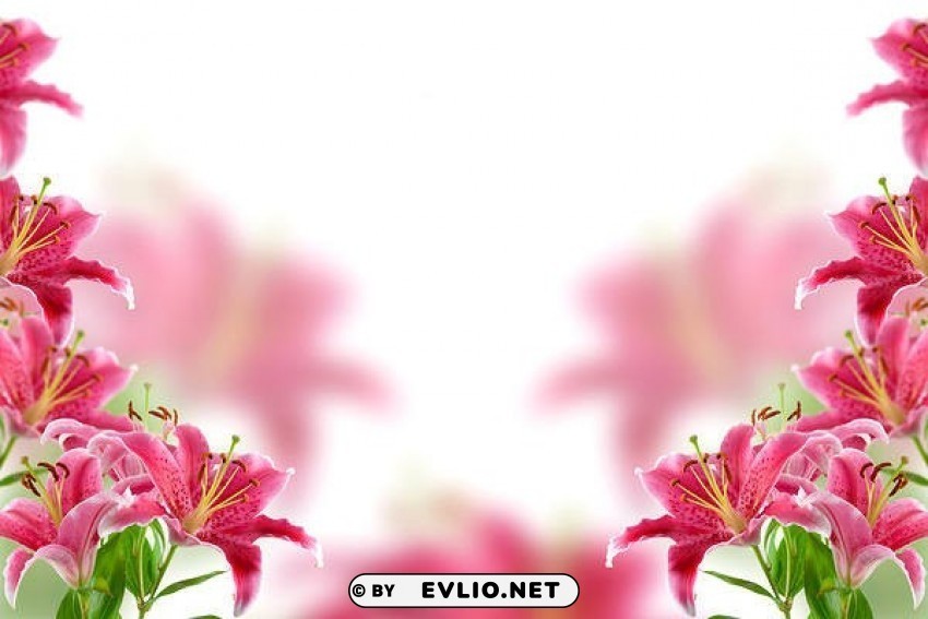 pink lilium Isolated Artwork with Clear Background in PNG