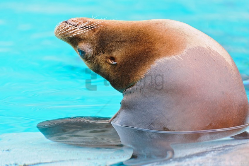 Playful Sea Lion Water Wallpaper Transparent PNG Isolated Design Element